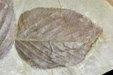 Two Fossil Hackberry Leaves - Montana #105207-2